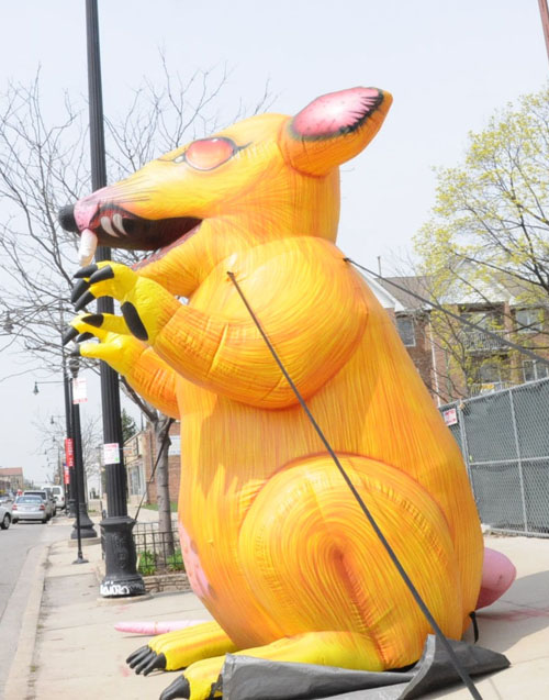 The rat on Irving Park road in front of a scab construction site on April 12, 2010. Substance photograph by Sam Schmidt.